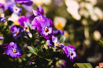 Purple pansies