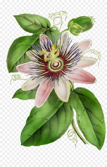 Purple passionflower Granadilla Lily of the Incas Passion Flower -  