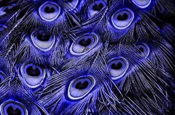 Purple Peacock Feather