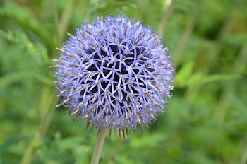 Purple Petal Flower