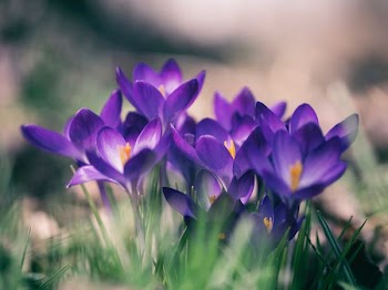 purple petal flower close-up photo