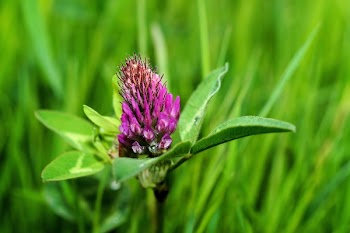 Purple Petal Flower on Green Grass
