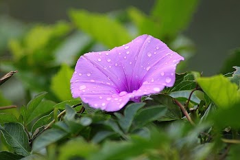 Purple Petal Flower Surrounded by Green Plants during Daytime