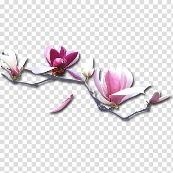 Purple Petal, Plum flower transparent background PNG clipart