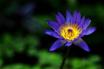 Purple Petaled Flower