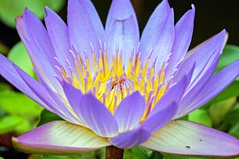 Purple Petaled Flower