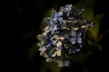 purple petaled flower