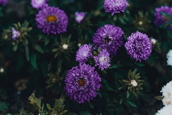 Purple Petaled Flower 