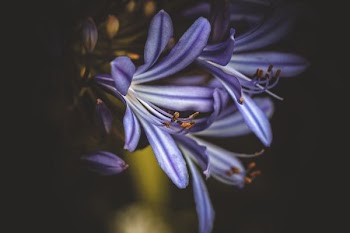 purple petaled flower