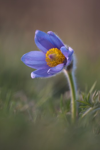 Purple Petaled Flower