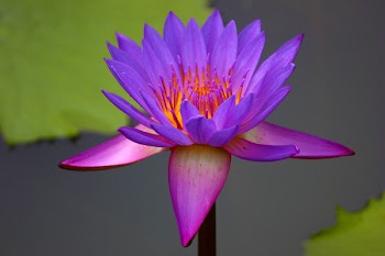 Purple Petaled Flower
