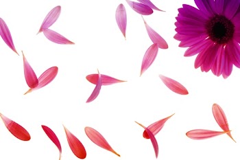 Purple Petaled Flower