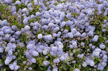 Purple Petaled Flower