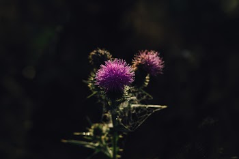 Purple Petaled Flower