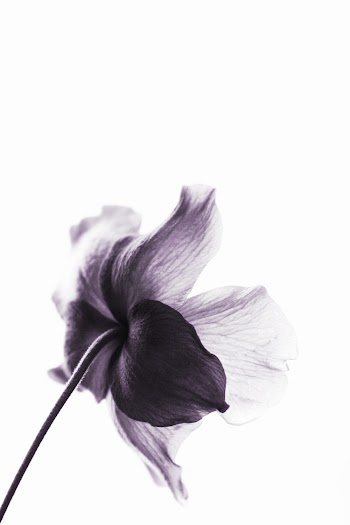 Purple Petaled Flower