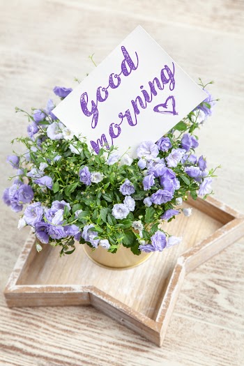 Purple-petaled Flower