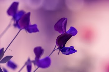 Purple Petaled Flower