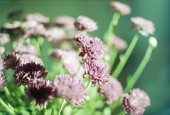 Purple Petaled Flower