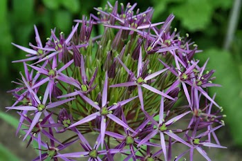 Purple Petaled Flower in Macro Photography