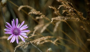Purple Petaled Flower Macro Photography