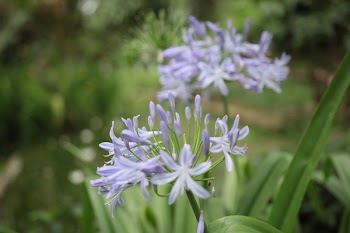 Purple Petaled Flower Selective Focus Photography