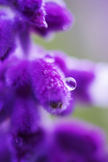 Purple Petaled Flower With Dew Drop Close Up Photography