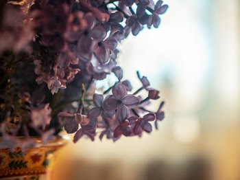 Purple Petaled Flowers  
