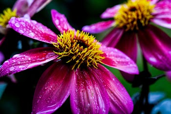 Purple Petaled Flowers