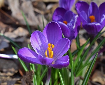 Purple Petaled Flowers
