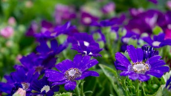 Purple Petaled Flowers