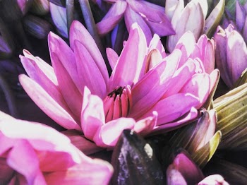 Purple Petaled Flowers