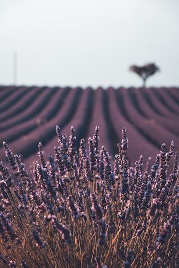 purple petaled flowers