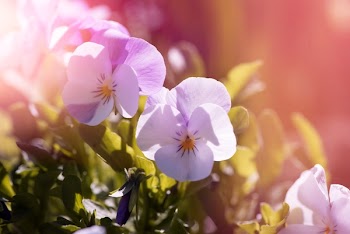 Purple Petaled Flowers