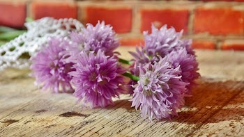 Purple Petaled Flowers