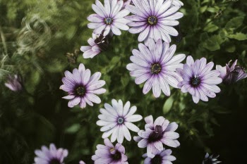 Purple Petaled Flowers