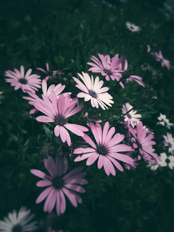 Purple Petaled Flowers Close-up Photo