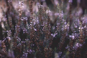 purple petaled flowers during daytime