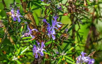 Purple Petaled Flowers in Bloom