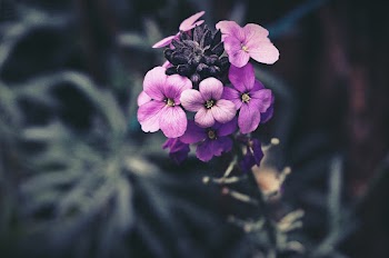 Purple Petaled Flowers In Selective Focus Photography