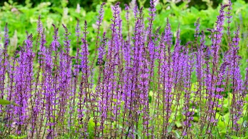 Purple Petaled Flowers Near Green Grass Bush