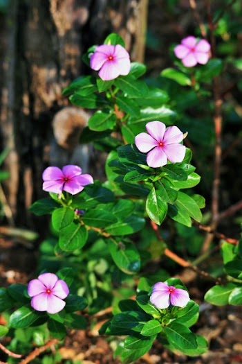 Purple Petaled Flowers Selective Focus Photography