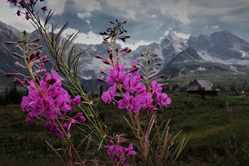 Purple Petaled Flowers With Mountain As Background
