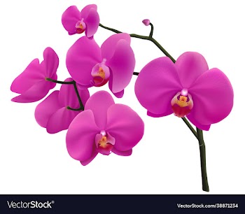purple phalaenopsis orchids on isolated