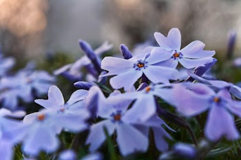 Purple Phlox Flowers 