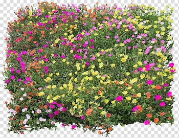 Purple, pink, and yellow moss roses , Flower Texture mapping, bed top view transparent background PNG clipart