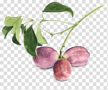 Purple plum fruit transparent background PNG clipart