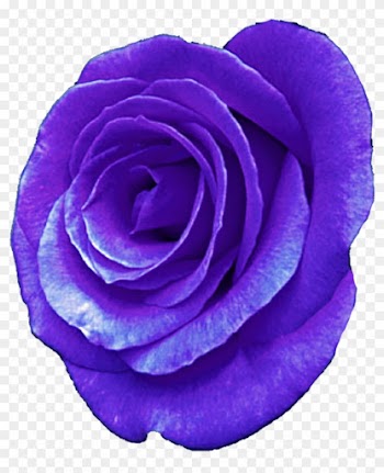 Purple Rose By Jeanicebartzen27 Purple Rose By Jeanicebartzen27 - Rose