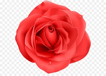 Purple Rose Home Purple Rose Home Red - Rose Red Transparent PNG Clip Art 