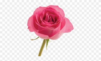 Purple Rose Petals Png Vavasseur Fleur- Caring For - Pink Rose Meaning Flower