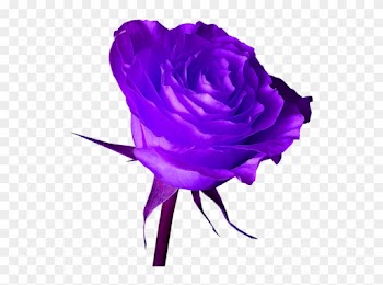 Purple Rose - Png Purple Rose Hd